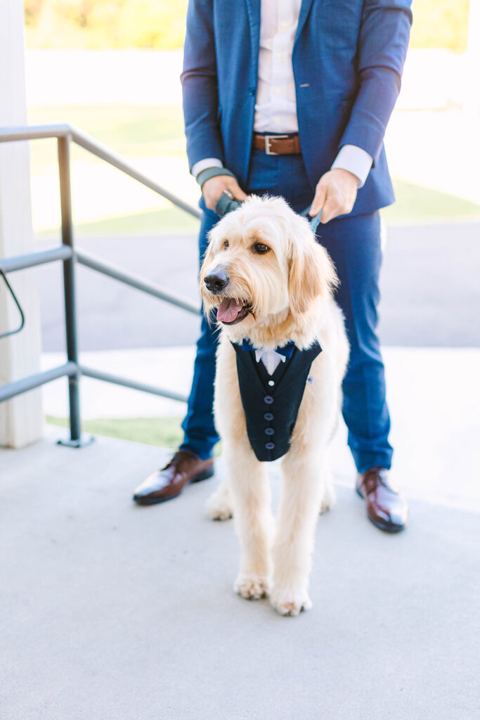 Dog ring bearer wearing tuxedo hardness